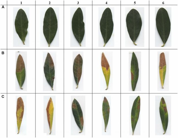 بكتيريا جديدة تقتل النباتات وأشجار الزيتون ضمن الاستهداف