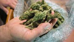 كاليفورنيا تسمح ببيع "الماريغوانا"