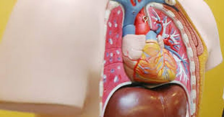 أعضاء في جسم الإنسان يمكن الإستغناء عنها نهائياً