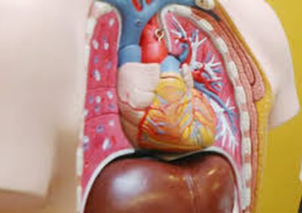 أعضاء في جسم الإنسان يمكن الإستغناء عنها نهائياً