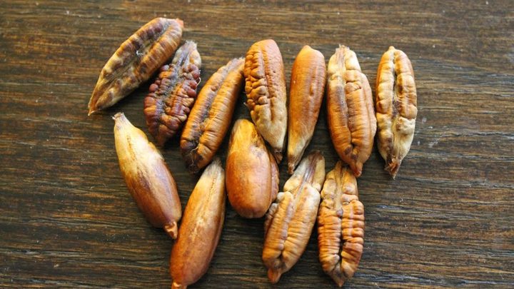 نواة التمر لتجديد طبيعي وفعّال للبشرة