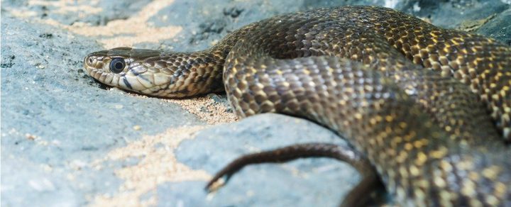 طفل يكتشف أعشاش لواحدة من أخطر الثعابين أثناء الحفر في رمال المدرسة