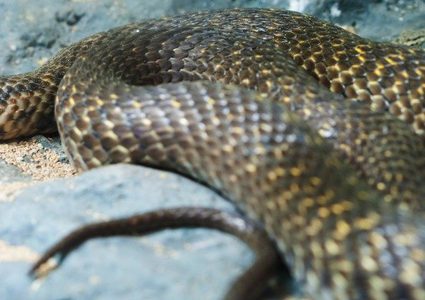 طفل يكتشف أعشاش لواحدة من أخطر الثعابين أثناء الحفر في رمال المدرسة