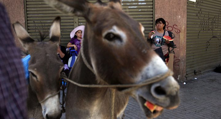 الصين تشكل التهديد الأخطر على "حمير" أفريقيا لهذا السبب