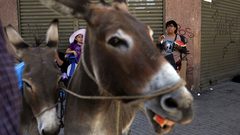 الصين تشكل التهديد الأخطر على "حمير" أفريقيا لهذا السبب