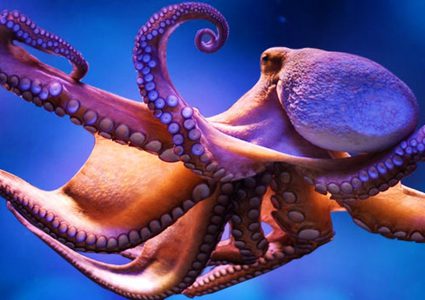 شاهد الأخطبوط العملاق