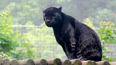 نمر يفترس رجلاً في ضواحي موسكو الروسية