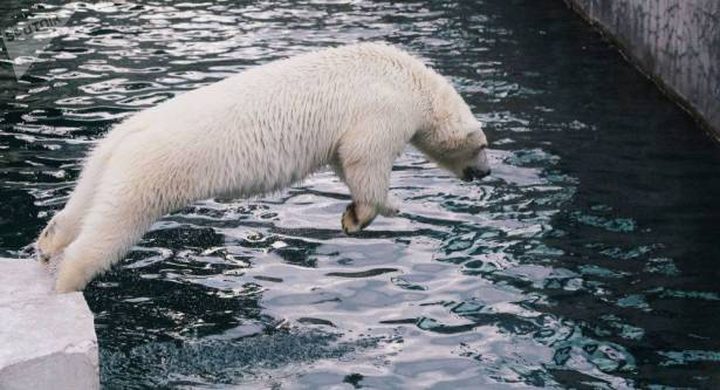 بريطانيا تشهد ولادة دب قطبي لأول مرة منذ ربع قرن