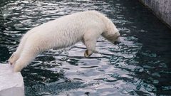 بريطانيا تشهد ولادة دب قطبي لأول مرة منذ ربع قرن