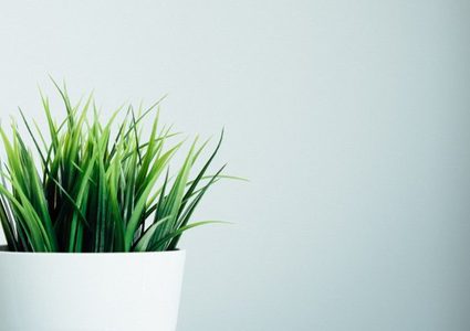 ماذا حدث للنباتات عندما قام العلماء بوضع المخدر عليها؟