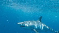 اصطياد قرش "خنثى" يربك العلماء