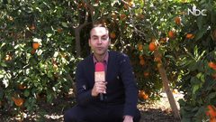 جولة صباحية في بيارات بيت لاهيا (فيديو)