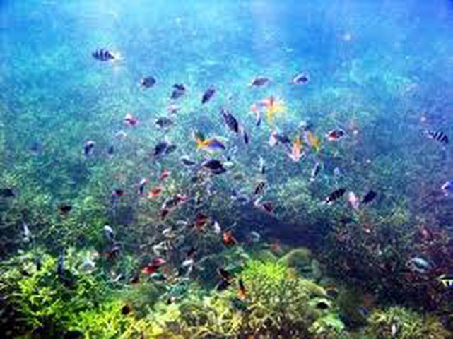 دراسة حديثة : المحيطات تشهد ظاهرة "إختناق" بشكل متزايد