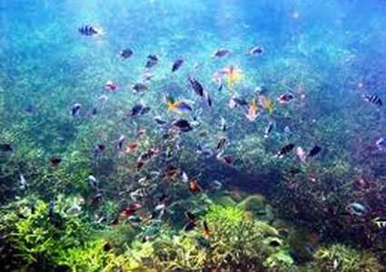 دراسة حديثة : المحيطات تشهد ظاهرة "إختناق" بشكل متزايد