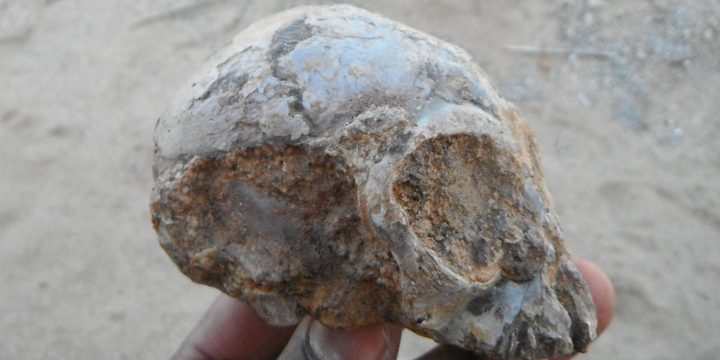 جمجمة تفسر كيف وصل البشر للأميركيتين