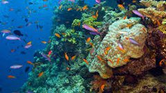 خطر جديد يواجه الحاجز المرجاني العظيم