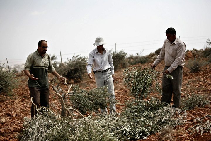نابلس: اعتداءات المستوطنين تخريب "ممنهج"