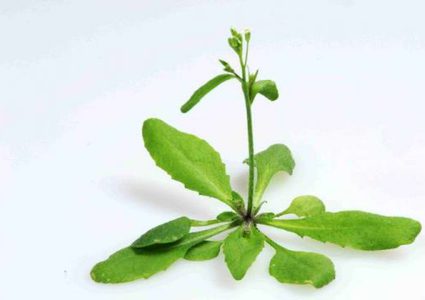 "جين" جديد في النباتات يمكن أن يساعد في مكافحة الأمراض