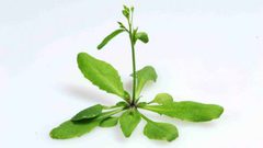 "جين" جديد في النباتات يمكن أن يساعد في مكافحة الأمراض