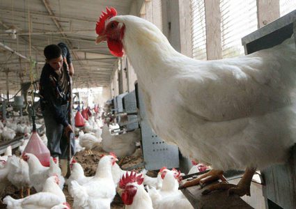 هل سترتفع أسعار الدواجن في الأيام المقبلة؟
