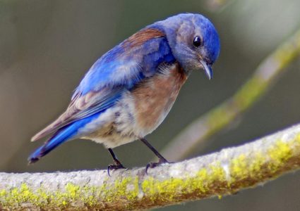 الضوضاء تسبب الإكتئاب المزمن للطيور !