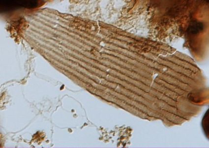 شاهد أقدم فراشة عرفها التاريخ