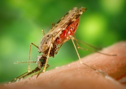طفيليات الملاريا تحزم أمتعتها وتنتقل من الحشرات إلى البشر
