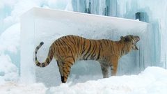 صور.. أغرب المناظر في فصل الشتاء