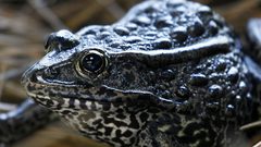 فرنسا تغلق طريقا لمدة شهرين بسبب "تناسل" الضفادع