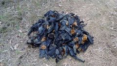 لماذا تحترق آلاف الخفافيش في سماء أستراليا؟