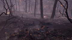 ما الذي يدفع الصقور الأسترالية لإحراق الغابات؟