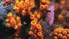 هل شاهدت الحياة تحت الماء من قبل؟