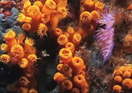 هل شاهدت الحياة تحت الماء من قبل؟