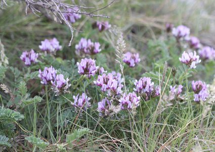 تعرف على النبتة التي ستحميك من التقدم بالسن؟