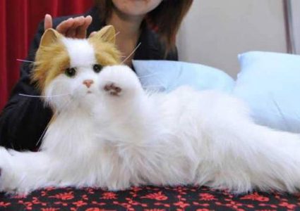 قط روبوت لخدمة المسنين الذين يواجهون صعوبات