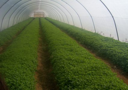 مع دخول المنخفض الجوي.. الإغاثة الزراعية تنشر إرشاداتها للمزارعين