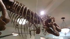 مزاد  لذيل ديناصور لصالح مشروع إعمار في المكسيك بعد زلزال