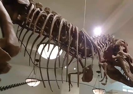 مزاد  لذيل ديناصور لصالح مشروع إعمار في المكسيك بعد زلزال