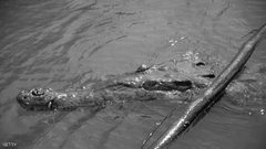 الشرطة الروسية في مواجهة غير متوقعة