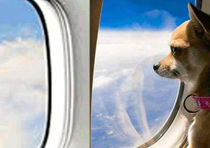 حسن سلوك الحيوانات الأليفة شرط لسفرها بأميركا