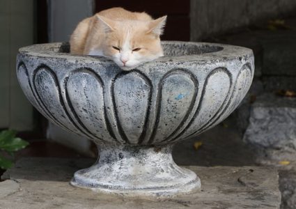 قط إيطالي يرث 30 ألف يورو