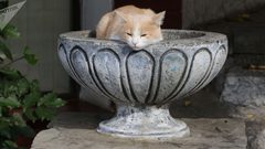 قط إيطالي يرث 30 ألف يورو