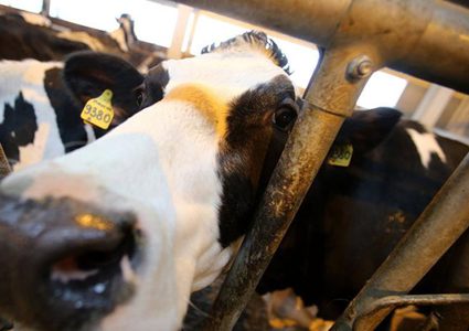 شاهد| بقرة ترى الثلج لأول مرة...فرقصت