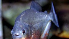 شاهد الأسماك التي تملك أسناناً كأسنان الإنسان