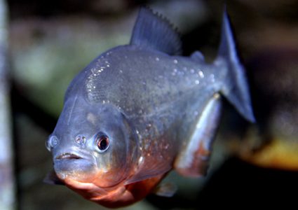 شاهد الأسماك التي تملك أسناناً كأسنان الإنسان