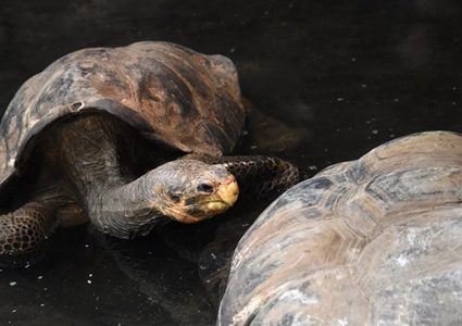 سلحفاة بحرية تقتل ثمانية أطفال