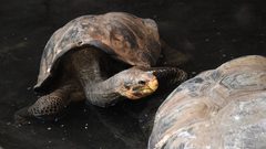 سلحفاة بحرية تقتل ثمانية أطفال