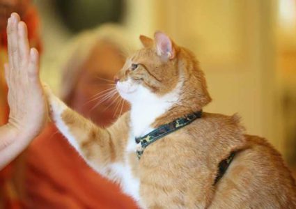 القطط.. كيف تحدد  "القوائم المفضلة" لديها؟