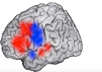 كيف تتحرك الأفكار عبر الدماغ؟