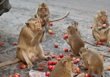 القرود تجتاح وتنهب قريتين في تايلاند